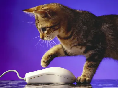 Кошка и компьютерная мышка, обои с кошками, картинки, фото 1152x864