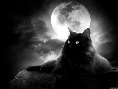 Чёрная пушистая кошка лежит на фоне полной луны — Фото на аву