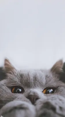 Картинка картинка на аву пушистый котик - скачать бесплатно с КартинкиВед