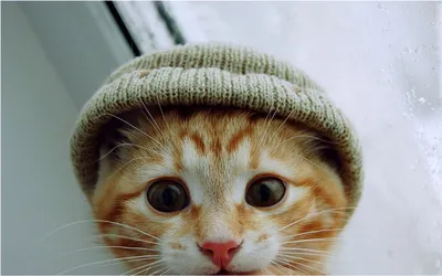 Рыжий кот в шапке - 39 фото
