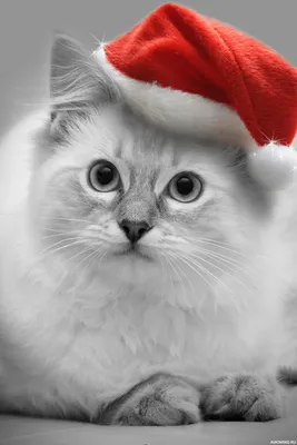Милый котик с новогодней шапкой на голове — Авы и картинки