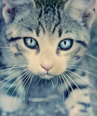 Картинки котов для авы (83 лучших фото)