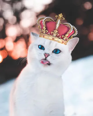 100 картинок няшных котиков на аву