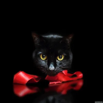 Морда чёрной кошки рядом с красной ленточкой — Авы и картинки | Смешные  кошки, Товары для животных, Кошки