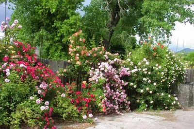 Красивый палисадник перед домом своими руками: сам себе дизайнер |  Landscaping with roses, Growing roses, Beautiful gardens