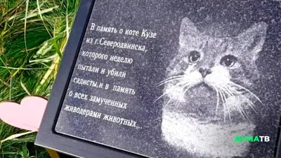 Северодвинским живодерам присудили реальный срок! | Дело кота Кузи | Дума  ТВ | Дзен