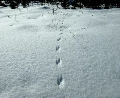 Следы куницы