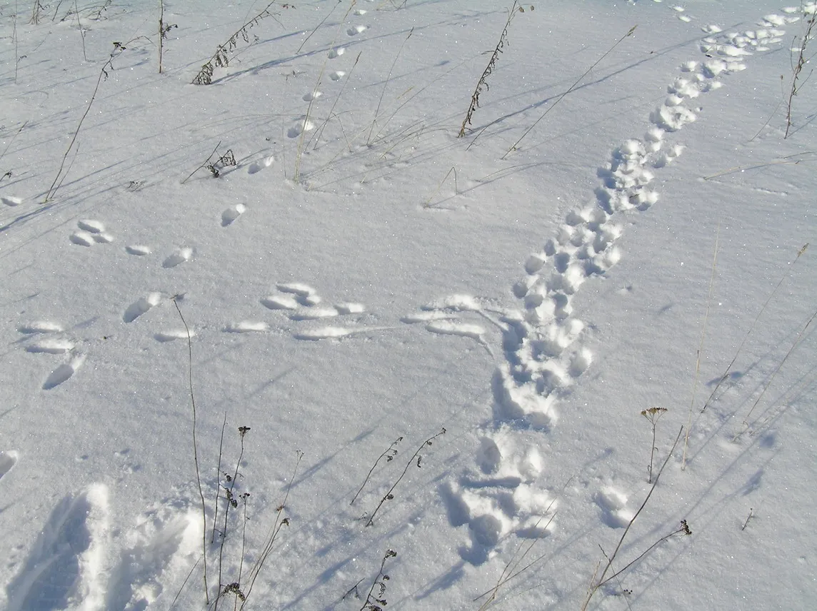 Вид заячьих следов. Тропление зайца по снегу. Следы зайца русака и беляка. Тропление зайца беляка. Тропление зайца беляка зимой.