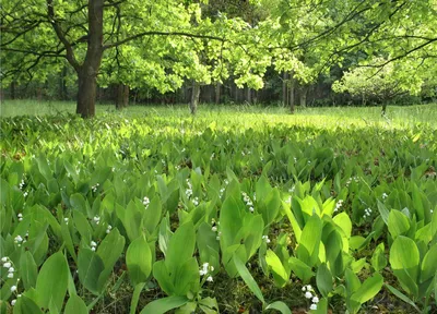 Ландыш (Convallaria majalis)