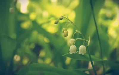 Обои зеленый, нежность, растения, весна, ландыши, лес Wildflowers, блики  солнца, макро flowers природа картинки на рабочий стол, раздел цветы -  скачать