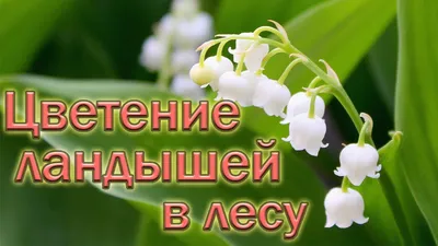 Цветение ландышей в лесу - YouTube