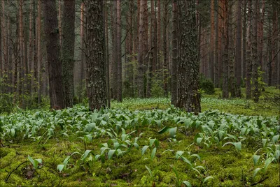 Фото Ландыши в лесу. Фотограф Лашков Федор