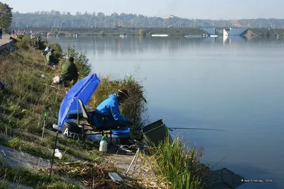 Рыбак из Воронежа поймал в Калуге леща весом 1,5 кг - Общество - Новости -  Калужский перекресток Калуга