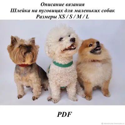 Описание вязания шлейки на пуговицах для маленьких собак – купить на  Ярмарке Мастеров – J6CM2RU | Мастер-классы, Ростов-на-Дону