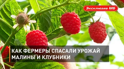 Жидкость OGGO Berries SALT Клубника-Малина 30мл 20мг купить в Волжском за  390 руб., доставка по РФ и СНГ