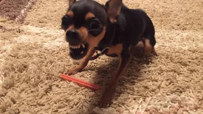 What will happen if Russian Toy Terrier pick up snacks. - YouTube