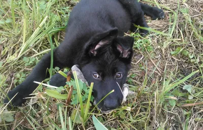 Фото черных немецких овчарок (щенков и взрослых) | «Дай Лапу»