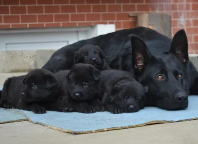 Купить щенка немецкой овчарки черного окраса - Кликс