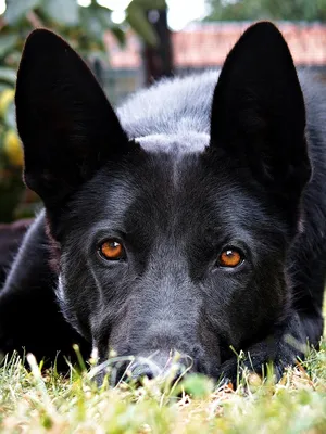 Немецкая овчарка черного окраса - 58 фото: смотреть онлайн