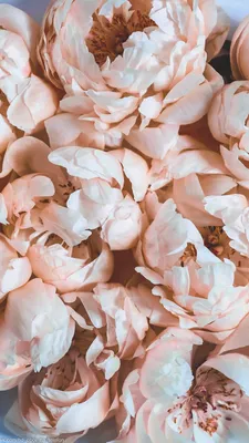 Обои | Цветы | Пионы | Peony wallpaper, Flower phone wallpaper, Flower  wallpaper