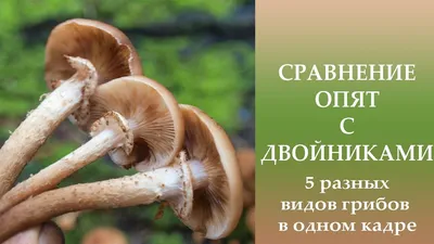 Ложные опята – как отличить от съедобных, виды ложных опят, фото