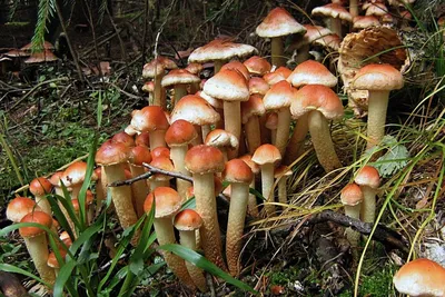 Толпы грибников отправились в лес за опятами после заморозков