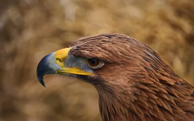Хищный взгляд орла в профиль | Обои для телефона