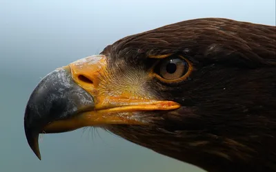 Обои небо, взгляд, птица, орел, профиль, bird, blue sky, bald eagle,  Белоголовый Орлан картинки на рабочий стол, раздел животные - скачать