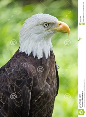 Американский профиль орла стоковое фото. изображение насчитывающей охотник  - 32627088