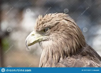 Орел профиль - 43 фото