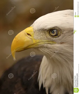 профиль орла стоковое фото. изображение насчитывающей сторона - 88826