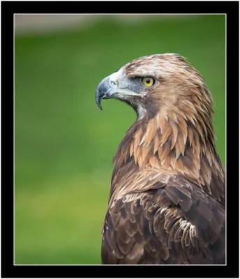 Скачать обои орел, профиль, птица, клюв, белоголовый орлан разрешение  2560x1440 #169364