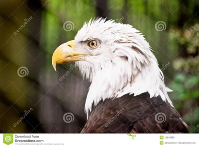 профиль облыселого орла стоковое изображение. изображение насчитывающей  эмблема - 12543689