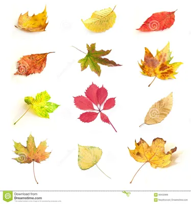 Изолированные осенние листья различных деревьев Стоковое Фото - изображение  насчитывающей померанцово, яркое: 60432968