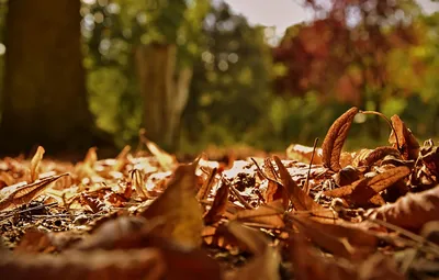 Осенние листья (56 лучших фото)