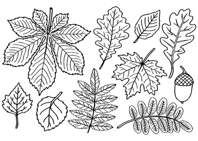 Осенние листья деревьев, другой коллекции листопада красочной светлой  иллюстрации вектора Иллюстрация вектора - иллюстрации насчитывающей  ð±oñ‚ð°ð½ð¸ñ‡ðµñ ðºñƒñž, ð»ð¸ñ ñ‚ð²ðµð½ð½o: 166380935