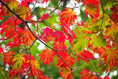 Осенние Листья Ветвях Деревьев Осенний Сезон Флоры стоковое фото  ©PantherMediaSeller 341290062