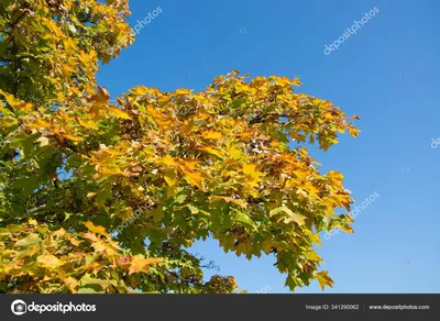 закрыть желтые осенние листья деревьев - стоковое фото 2074606 | Crushpixel