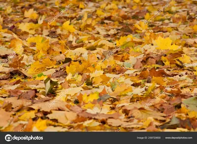 Цвет осенних листьев Растение Дерево, зеленые листья, клен, лист, кленовый  лист png | PNGWing