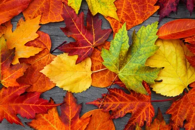 Крупный План Осенних Листьев Фоне Деревьев стоковое фото ©Wirestock  373692400
