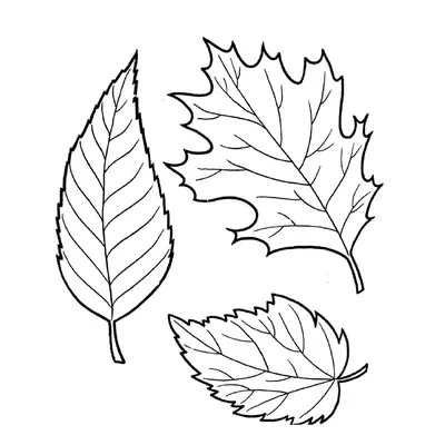 Фон цветных осенних листьев разных деревьев Стоковое Фото - изображение  насчитывающей сад, сторонника: 162735214