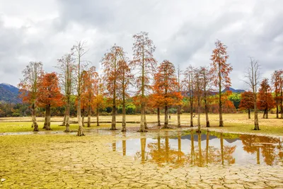Сезон Дерево Осень, осенние листья, Акварель Листья, лист, филиал png |  PNGWing