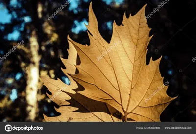 картинки : Осенние листья, Осень, дерево, Флора, Лиственный, филиал,  растение, весна, кленовый лист, Кустарник 3648x2736 - Cimi - 1424393 -  красивые картинки - PxHere