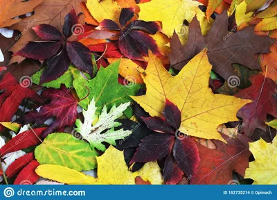 Ручная роспись золотых осенних деревьев коммерческий материал PNG ,  падение, Осеннее дерево, Осенние листья PNG картинки и пнг PSD рисунок для  бесплатной загрузки