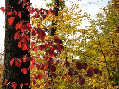Обои осень, листья, деревья, природа, trees, autumn, осенний лес, autumn  colors, осенние листья картинки на рабочий стол, раздел природа - скачать