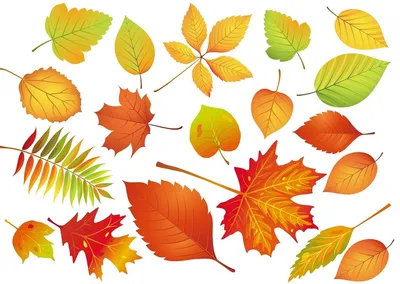 Осенних листьев деревьев фото