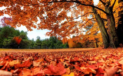 Обои осень, деревья, листва, ракурс, кроны, краски осени, клёны, осенние  листья картинки на рабочий стол, раздел природа - скачать