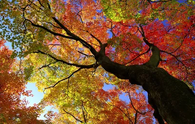 Рисунок дерева листьев, осенние листья, лист, фотография png | PNGEgg