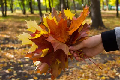 Осенние листья с различных деревьев на светлом фоне Стоковое Фото -  изображение насчитывающей ð¿ñ€ðµð, ñ ð²ðµñ‚: 141620868