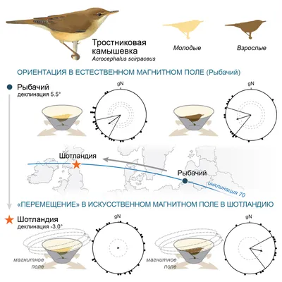 Раскрыта тайна перелетных птиц